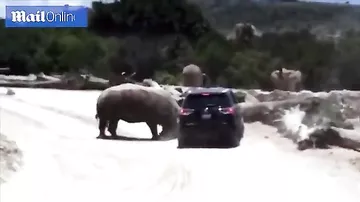Носорог напал на семью в сафари-парке