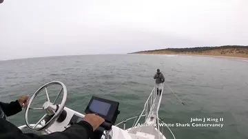Акула атаковала учёного, стоящего на платформе исследовательского судна