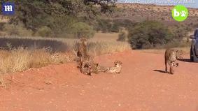 Четыре гепарда набросились на самку на глазах у изумленного фотографа
