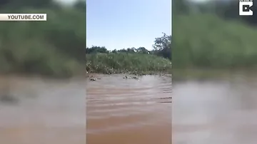 Ужасающая схватка ягуара и аллигатора в воде попала на камеры