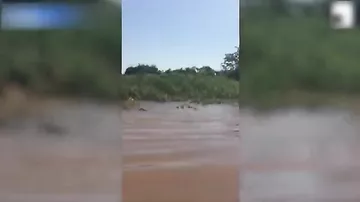 Yaquarla alliqatorun amansız döyüşü