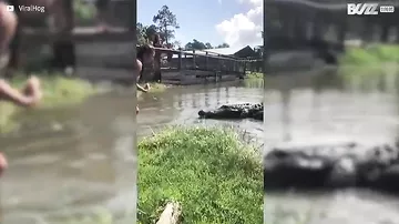 Бесстрашная девушка приручила огромного крокодила