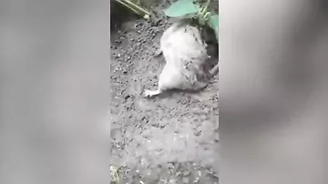 Видео с крысой, в которой проросло растение, удивило пользователей Сети