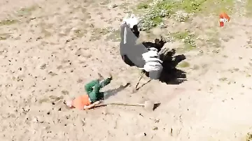Агрессивный страус набросился на работника зоопарка