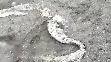 На побережье Камчатки нашли чудовище