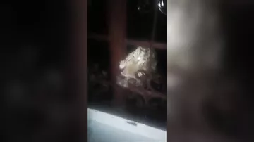 Молниеносная атака леопарда на спасателей, попала на видеокамеру в Индии