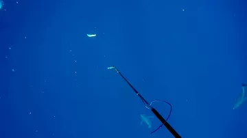 Рыбак голыми руками отбился от акул и снял это на камеры