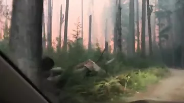 Отец с сыном спасаются из горящего леса в США