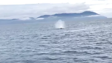 На Аляске горбатый кит заставил туристов неожиданно "принять душ"