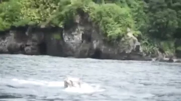Очевидцы снимали детеныша кита, но то, что они увидели, когда он нырнул, ужасает