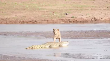 Львы против крокодила: захватывающая схватка хищников попала на камеры