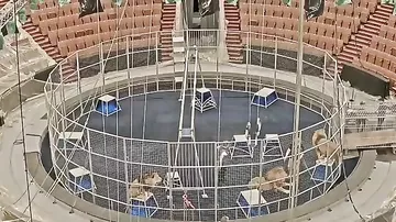 Камеры сняли нападение льва на дрессировщика московского цирка