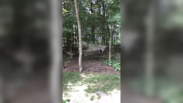 В США женщина сняла на видео, как медведь пришел отдохнуть в ее гамаке