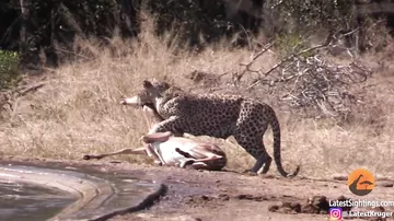 Гиена случайно спасла антилопу, отбив её у леопарда