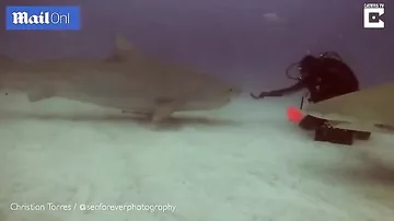Дайвер ввел тигровую акулу в транс