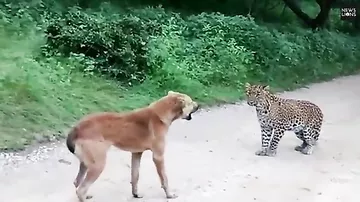 Смелая дворняга дала отпор голодному леопарду