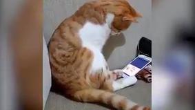 Кот растрогал пользователей Сети реакцией на видео с умершим хозяином
