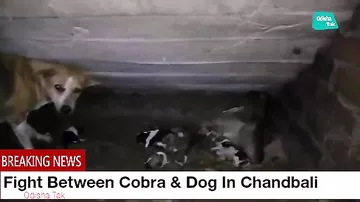 Смелая собака атаковала кобру, убившую 2 ее щенков - чтобы защитить остальных