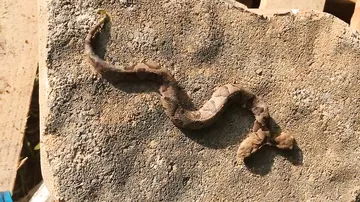 Обнаружена редкая двухголовая змея