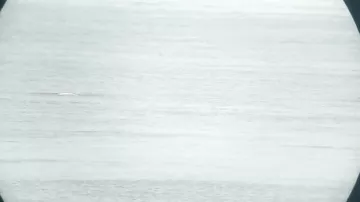 Temza çayında ağ balina göründü