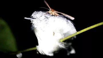Dünyada ilk dəfə: göz yaşı içən kəpənək çəkildi