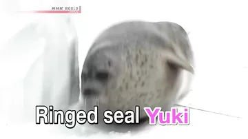 Отлично питающийся тюлень покорил сердца посетителей японского океанариума