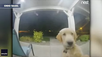 Собака позвонил в дверь, чтобы его пустили домой после прогулки