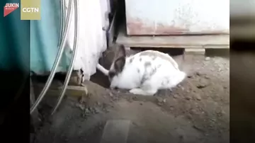 Смелый кролик помог кошке выбраться из ловушки