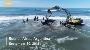 В Аргентине спасли горбатого кита, выброшенного на берег