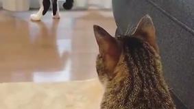 Видео реакции кота на зад его сородича рассмешило Сеть