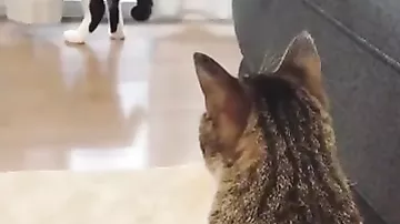 Видео реакции кота на зад его сородича рассмешило Сеть