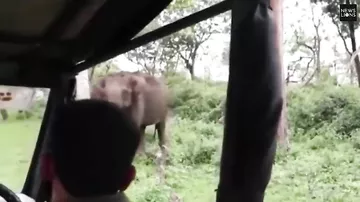 Туристы еле унесли ноги от разъяренного слона
