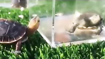 Черепаха-мутант попала на камеры в Китае