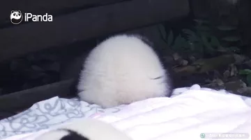 Маленькая панда, похожая на булочку, умилила зрителей
