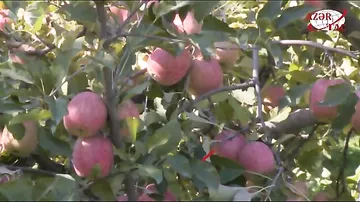 Qubalı bağban bu il 25 ton yapon alması yetişdirib