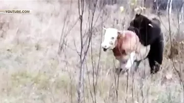 Яростная схватка быка с медведем попала на камеры