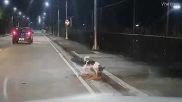 Пёс безуспешно пытался вернуть к жизни угодившую под машину подругу на Филиппинах