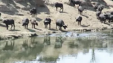 Маленький бегемот прогнал стадо буйволов с водопоя