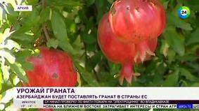 Гранатовый бум: Азербайджан отправит в Европу рекордное количество фруктов-1