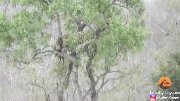 Лев попытался ограбить леопарда, забравшегося с добычей на дерево