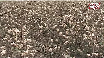Azərbaycanda ilk dəfə rəngli pambıq yetişdirilib.
