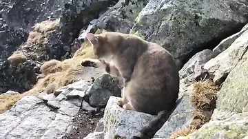 Турист неожиданно встретил домашнего кота на вершине горы в Польше