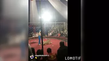 На Кубани в цирке львица напала на 3-летнюю девочку