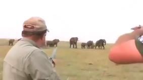 В Намибии стадо слонов погналось за охотниками после того, как те застрелили одного из слоников.