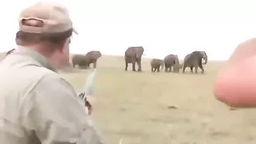 В Намибии стадо слонов погналось за охотниками после того, как те застрелили одного из слоников.