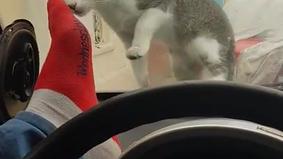Сеть рассмешило видео с водителем, который поплатился за попытку испугать кошку