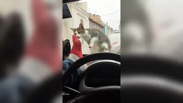 Сеть рассмешило видео с водителем, который поплатился за попытку испугать кошку