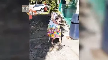 На Филиппинах девочка пришла на праздник Хеллоуин без головы
