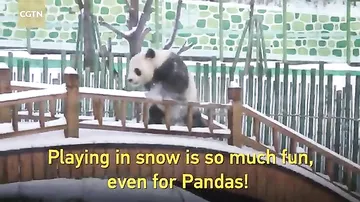Трогательная реакция панд на первый снег