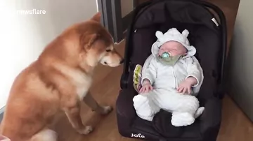 Собака впервые увидела младенца и удивила хозяев своим поступком